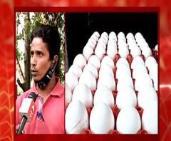 अंडी-चिकन खरेदी दर निश्चित होणार,पशुसंवर्धन विभागाचं सकारात्मक पाऊल,पोल्ट्री चालक-ग्राहकांना दिलासा