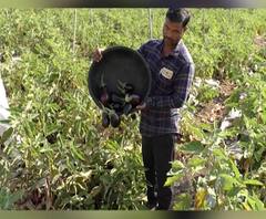 शेती जगत | शेती क्षेत्रातील घडामोडींचा वेगवान आढावा | काय आहे शेतीची परिस्थिती? 12 फेब्रुवारी 2021