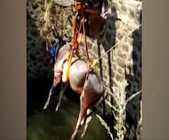 Sangli News | सांगलीत विहिरीत पडलेल्या बैलाचे प्राण वाचवण्यासाठी शेतकरी अडीच तास पाण्यात 