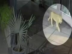 ..जब होटल में अचानक आ गई शेरनी, देखिए फिर क्या हुआ