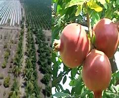 Special Report | करार शेतीचा अभिनव प्रयोग! 130 एकरावर डाळींबबाग बहरली,सोलापुरातील शेतकऱ्याची यशोगाथा