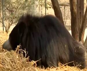 Agra के Bear Rescue Center आकर देखिए, तबीयत खुश हो जाएगी | Satte Pe Satta 