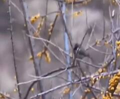 इस पक्षी के देखने अब सिक्किम जाने की जरूरत नहीं, गंगोत्री में देखा गया ग्रेनुला बर्ड का झुंड। 