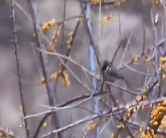 इस पक्षी के देखने अब सिक्किम जाने की जरूरत नहीं, गंगोत्री में देखा गया ग्रेनुला बर्ड का झुंड। 