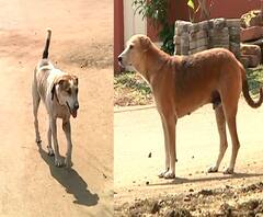 Nagpur Dog Deaths | नागपुरात कुत्र्यांचा संशयास्पद मृ्त्यू, कुत्र्यांच्या सीरियल किलरची दहशत?