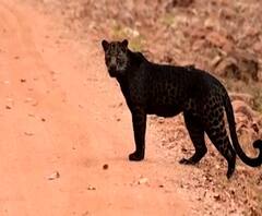 Black Leopard in Tadoba | ताडोबात पुन्हा काळ्या बिबट्याचं दर्शन,अनुराग गावंडेंच्या कॅमेऱ्यात छबी कैद