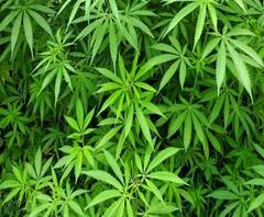 साताऱ्यात बंगल्यामध्ये गांजा लागवड करणाऱ्या दोन आरोपींचा तारा कारागृहात नग्न होऊन राडा