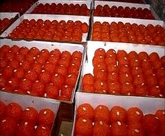 Shiv Jayanti 2021 | महाराजांच्या जयंतीनिमित्त नाशकात बनवणार 391 किलो बुंदीचे लाडू 