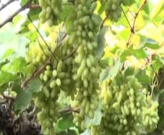 शेतकरी आंदोलनामुळे राज्यातील द्राक्ष उत्पादक संकटात, आंदोलनामुळे द्राक्ष निर्यातदार दिल्लीत अडकले