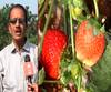 Strawberry Farming | महाबळेश्वर नाही, हे आहे कोकण; लाल मातीत स्ट्रॉबेरीची लागवड | Special Report
