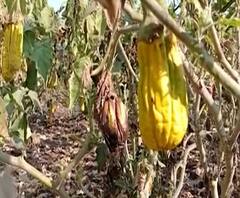 शेती जगत | शेती क्षेत्रातील घडामोडींचा वेगवान आढावा | 4 फेब्रुवारी 2021