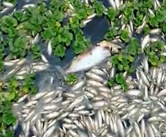 Kolhapur News: शिरोळ बंधाऱ्यात लाखो मासे मृत, स्वाभिमानीकडून प्रदूषण नियंत्रण मंडळावर ठपका