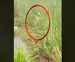 कोल्हापूरमध्ये मोकाट कुत्र्यांना जेरबंद करण्यासाठी मोहीम, भटक्या कुत्र्यांच्या हल्ल्यात 2 ठार