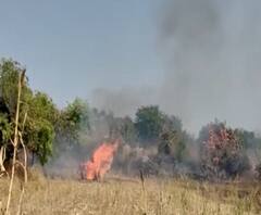 Latur News | लातूरमधील चाकूर तालुक्यात तीन गावांच्या शिवारात वणवा, जनावरांसाठीचा चारा जळून खाक