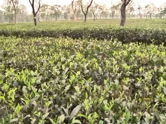 Assam Elections 2021: चाय बागान के मजदूरों का मूड क्या है? उनके मुद्दे क्या हैं? देखिए Ground Report