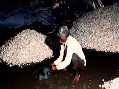 रतलाम: बारिश में हजारों क्विंटल लहसुन भीगा, जूते में भरकर पानी हटाने को मजबूर किसान