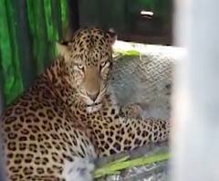 Rural News | चौघांवर हल्ला करणारा बिबट्या जेरबंद | माझं गाव माझा जिल्हा | 07 मार्च 2021