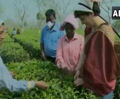 Priyanka Gandhi in Assam | प्रियांका गांधी चहाच्या मळ्यात! मजुरांच्या वेशात वेचली चहाची पानं