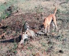 Rural News | उस्मानाबादच्या घाटंग्री परिसरात बिबट्याचा मृत्यू | माझं गाव माझा जिल्हा | 06 मार्च 2021