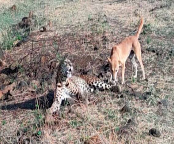 Rural News | उस्मानाबादच्या घाटंग्री परिसरात बिबट्याचा मृत्यू | माझं गाव माझा जिल्हा | 06 मार्च 2021