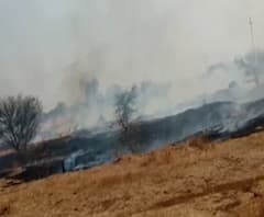 Solapur | नान्नज माळढोक अभयारण्यात आग, 20 ते 25 हेक्टरवरील गवत जळून खाक; 4 तासांनंतर आग आटोक्यात