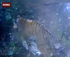 आईच्या मायेविना वाढलेला अवनीचा बछडा जंगलात! दोन वर्षांनंतर पेंच व्याघ्र प्रकल्पाप मुक्त संचार