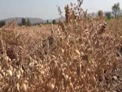 ફક્ત 50 મણ ખરીદીની સરકારની જાહેરાતથી અરવલ્લી જિલ્લાના ખેડૂતોમાં રોષ