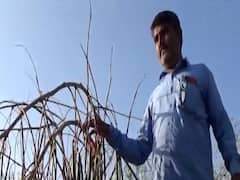 PM મોદીના 'મન કી બાત' પાટણના ખેડૂતની વાત,સરગવાના જાતે વિકસાવેલા બિજનું કર્યું ઉત્પાદન