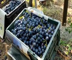 साताऱ्याच्या शेतकऱ्याने 17 एकर माळरानावर फुलवली द्राक्षांची बाग, द्राक्षांना देशविदेशात मोठी मागणी