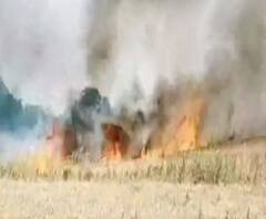 Ghazipur: गेहूं के खेत में शॉर्ट सर्किट से लगी आग, 6 बीघा में फैली फसल जलकर राख 