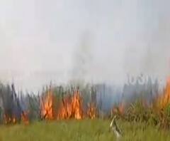 सिगरेट से उठी चिंगारी, खेत में लगी आग से 20 बीघा की फसल खाक | ABP Ganga 