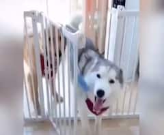 आखिर ऐसा क्या हुआ जो केक कटता देख भागे डॉगी ? | Viral Video