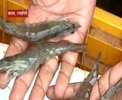 Special Report | कोळंबी संवर्धनातून साधली आर्थिक प्रगती; बायोफ्लॉक पद्धतीने कोळंबी संवर्धन