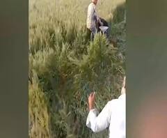 ट्रैक्टर निकालने को लेकर विवाद, दबंगों ने शख्स को खेत में जमकर पीटा | News@4 