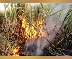 नेवासा येथे ऊस जाळणं हा शेतकऱ्याचा स्टंट? 10 गुंठे ऊस जाळण्यामागचं खरं कारण काय?