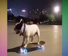स्केट बोर्ड पर डॉगी का जबरदस्त बैलेंस| Viral News | Top News 
