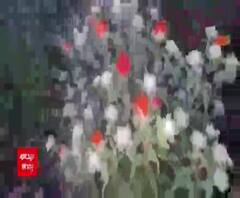 अब कश्मीर ही नहीं बुंदेलखंड में भी हो रही है केसर की खेती, करीब 2 लाख में बिकता है 1 किलो 