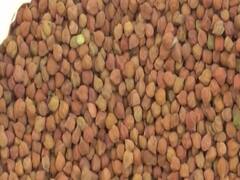 ગાંધીનગરઃ ફક્ત 50 મણ જ ચણાની ખરીદી કરવાના પરિપત્ર પર કિસાન સંઘે ઉઠાવ્યા સવાલ