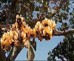 Rural News | गावागावातील बातम्यांचा वेगवान आढावा, तुमच्या गावात आज काय घडलं? माझं गाव माझा जिल्हा