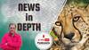 News In-Depth | क्यों चाहते हैं PM मोदी भारत की सरज़मीं पर चीता की वापसी?
