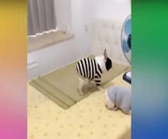 देखिए 'स्मार्ट डॉगी' की सोने की तैयारी, खुद करता है अपने सारे काम | Viral Videos