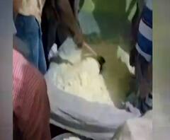 Baghpat में फावड़ा और JCB से बनाया गया लड्डू, वीडियो हुआ वायरल